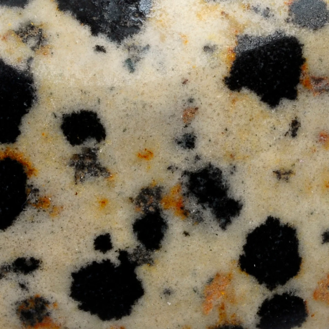 Dalmatian Jasper